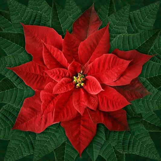 Hoffman "Dream Big" Holiday Red Poinsettia 43" Panel T4877-5